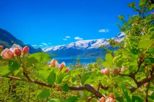 Read more about the article Blossoming Fruit Trees in Hardanger: Springtime Magic