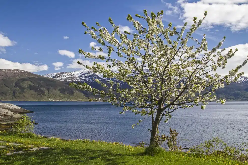 Blossoming Fruit Trees in Hardanger